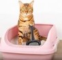 Cat litter box 49*28*15 (Contains a shovel) (MSP-B07)